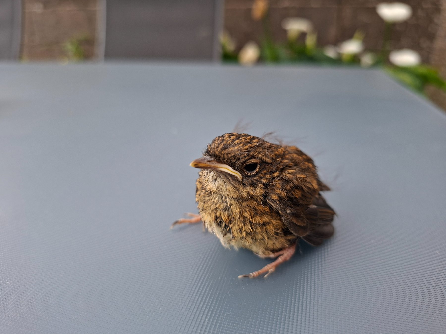 Photo de l'album Animaux