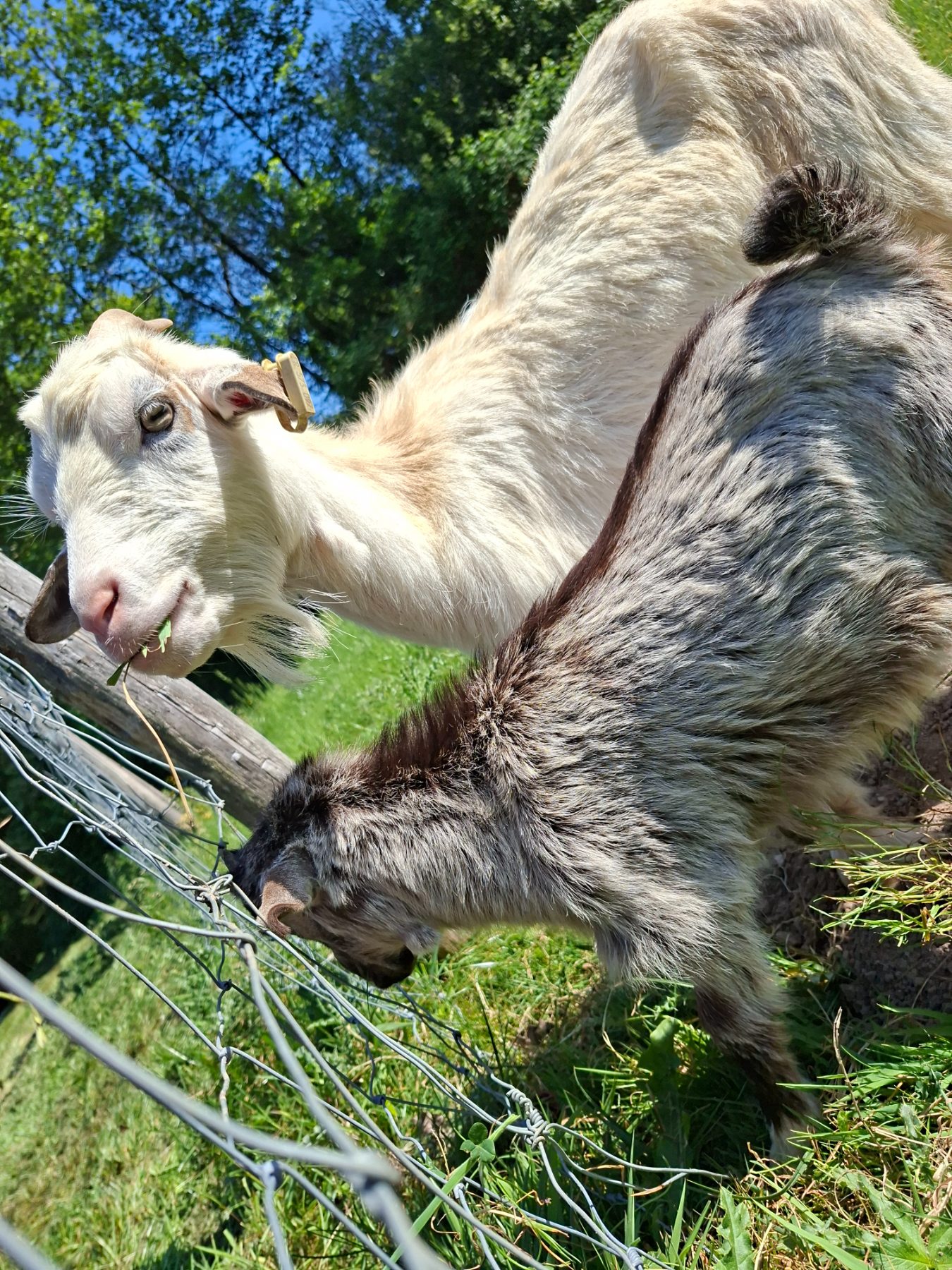 Photo de l'album Animaux