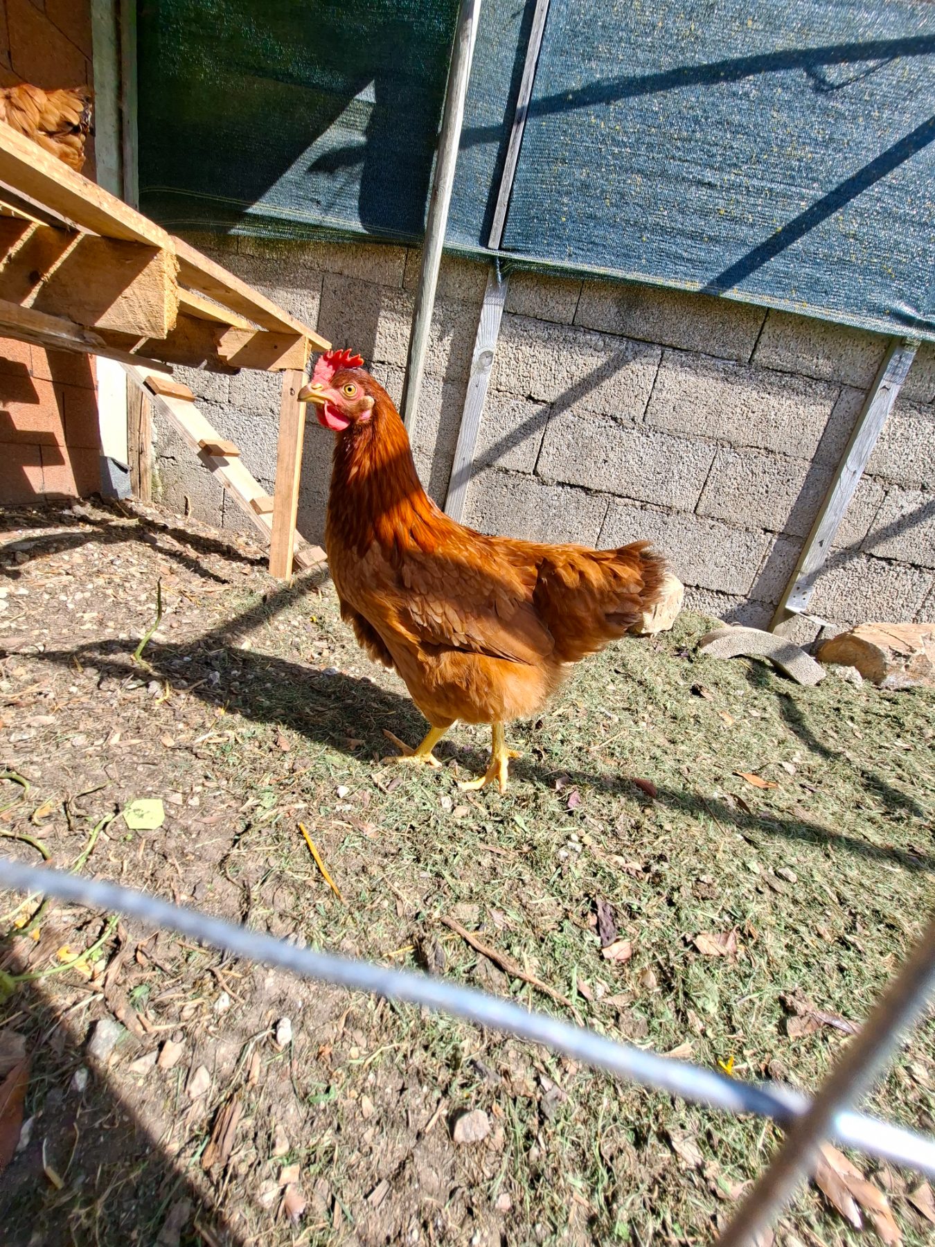 Photo de l'album Animaux