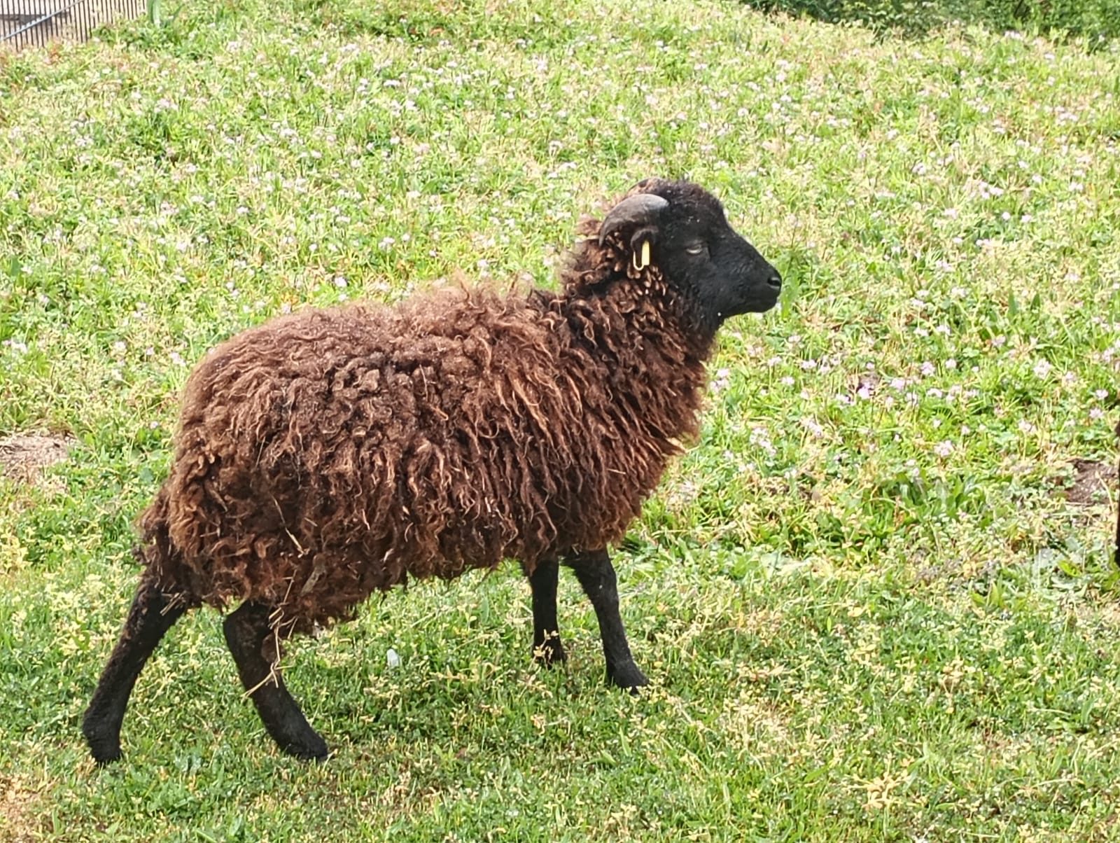 Photo de l'album Animaux