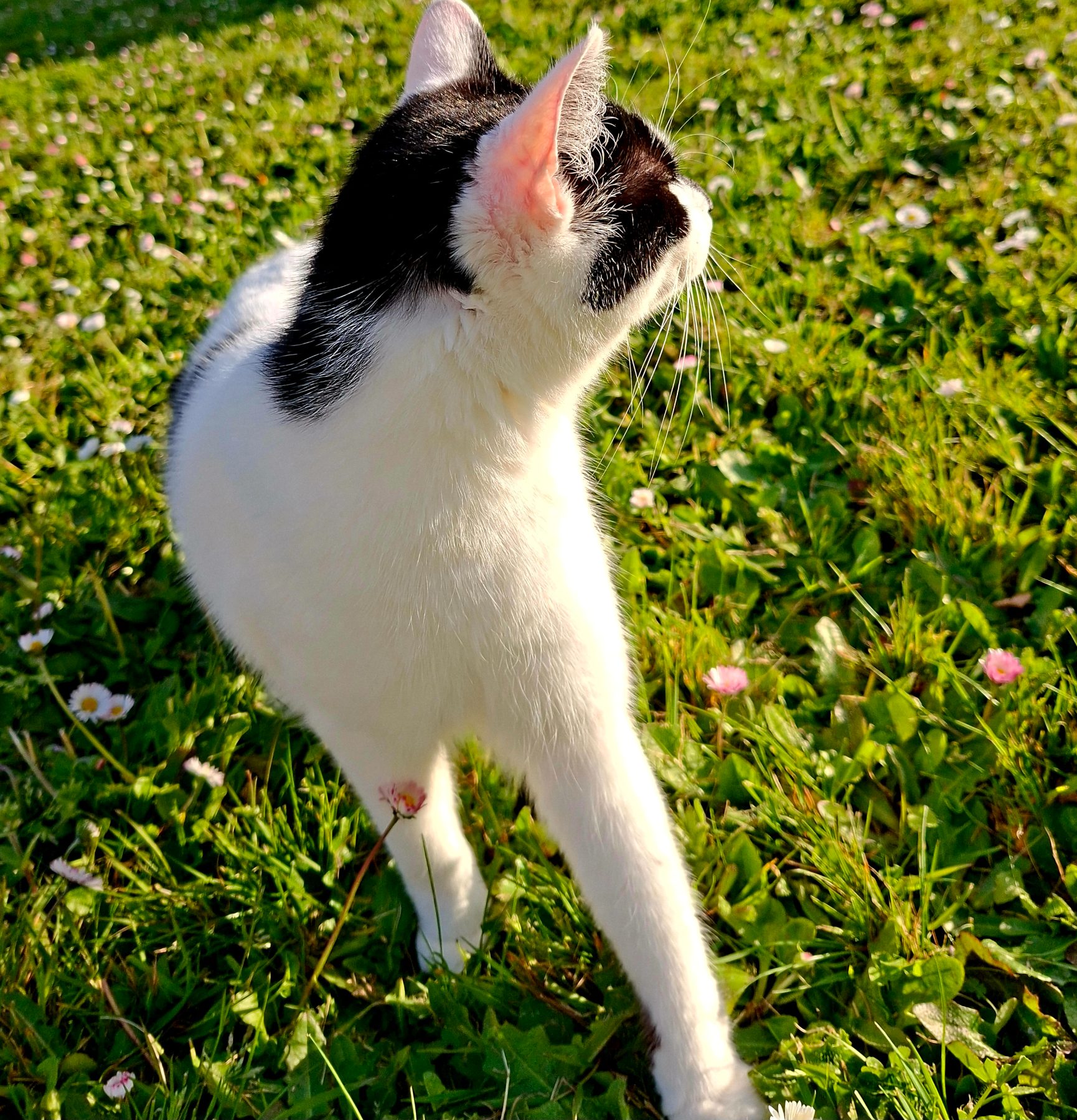Photo de l'album Animaux
