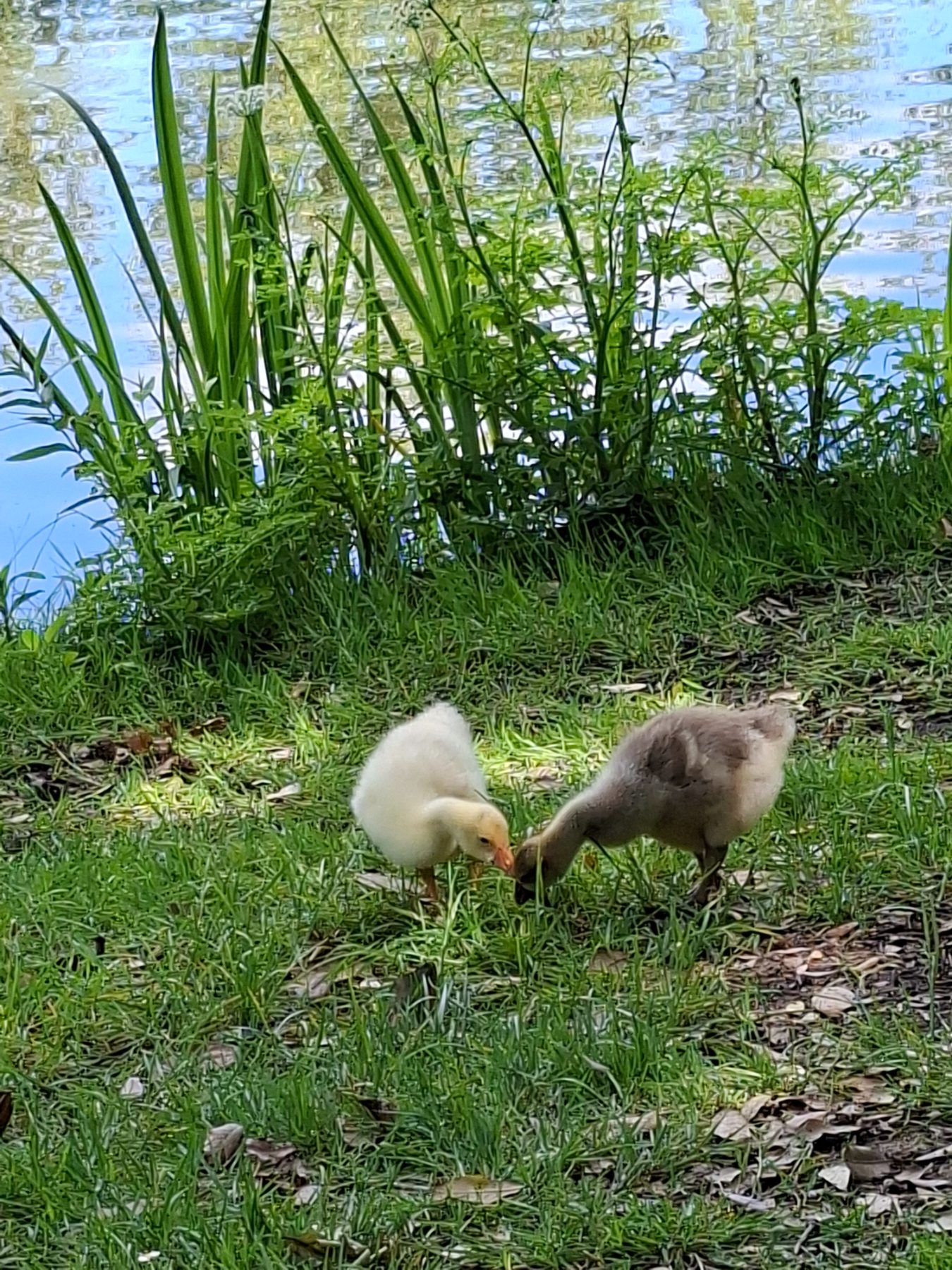 Photo de l'album Animaux