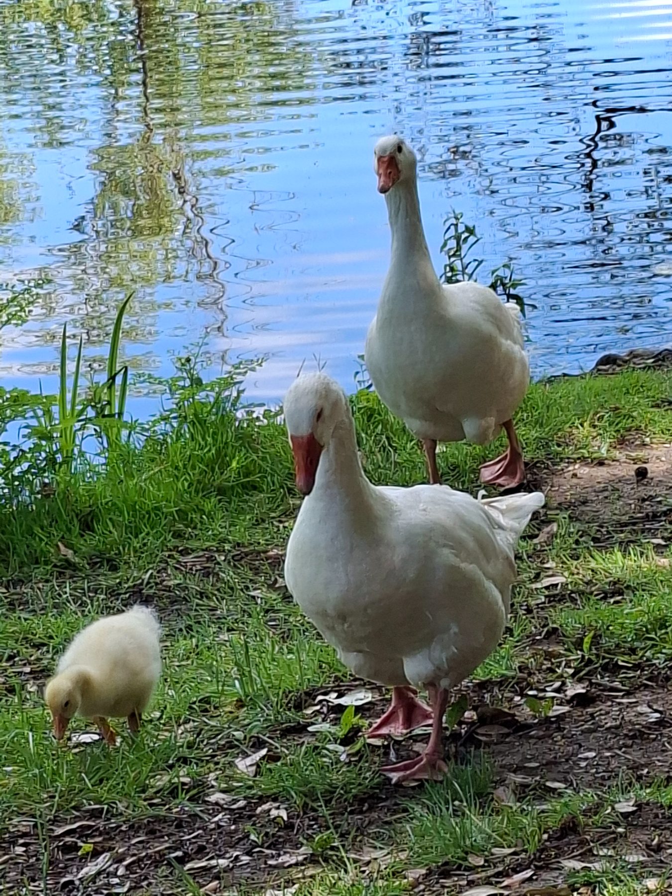Photo de l'album Animaux