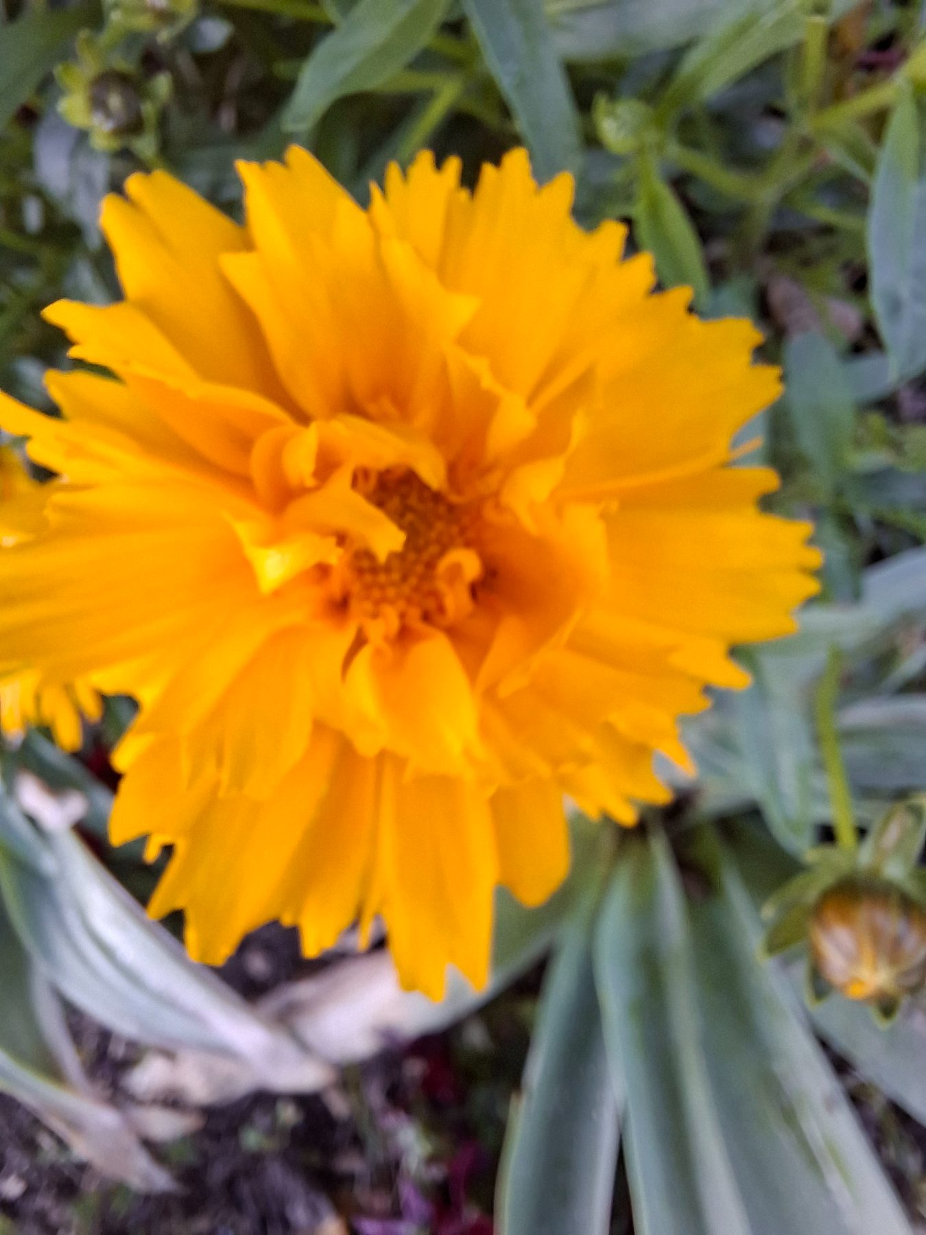Photo de l'album Fleurs