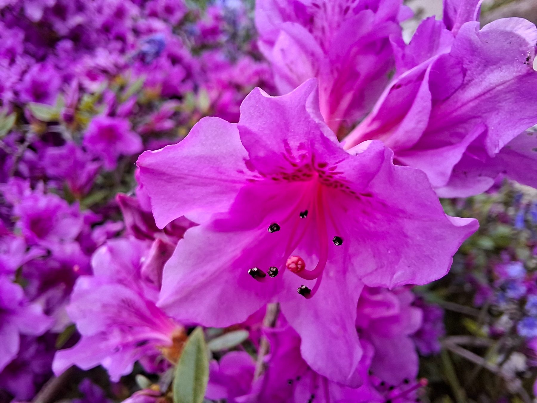 Photo de l'album Fleurs