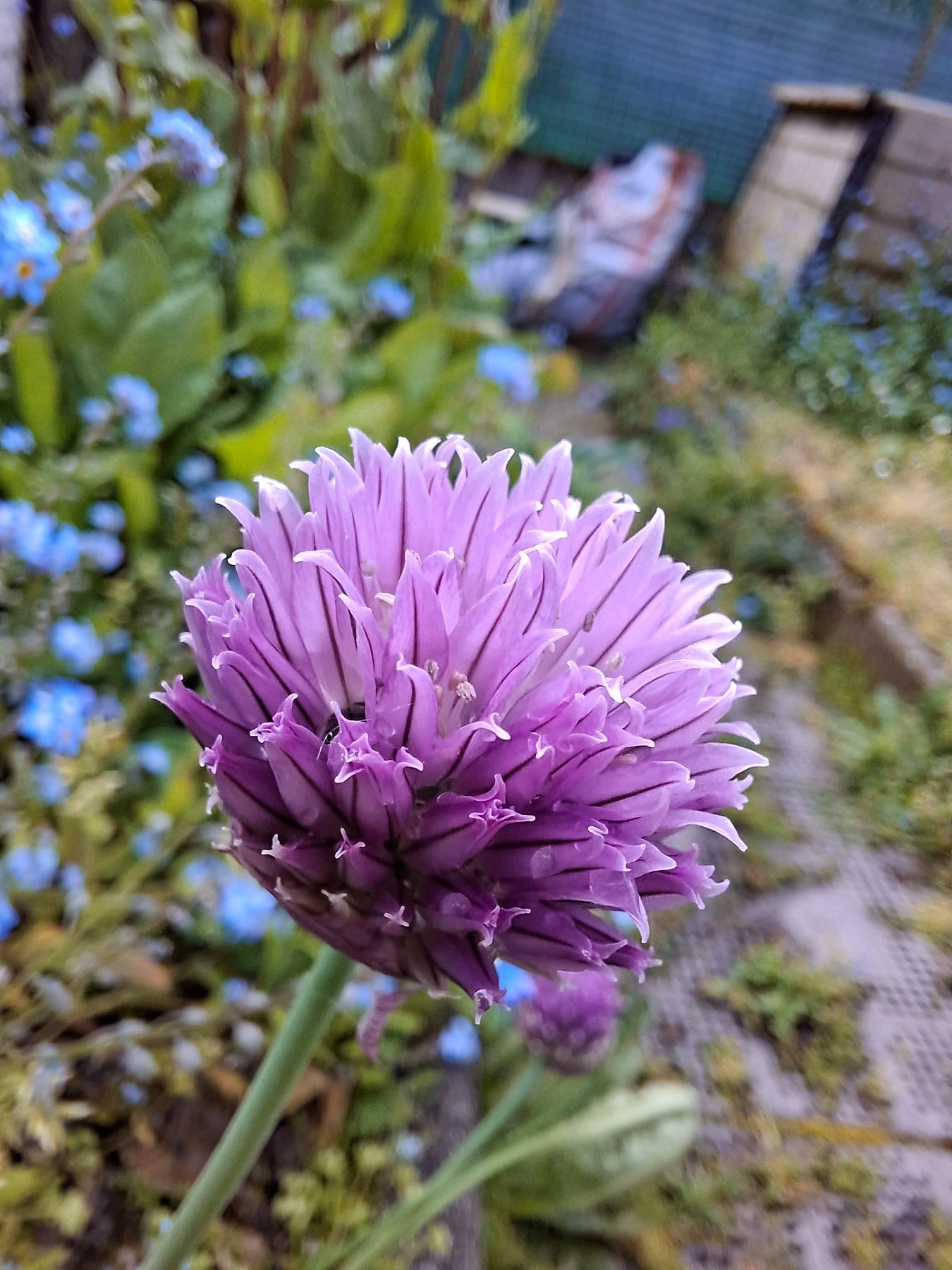Photo de l'album Fleurs
