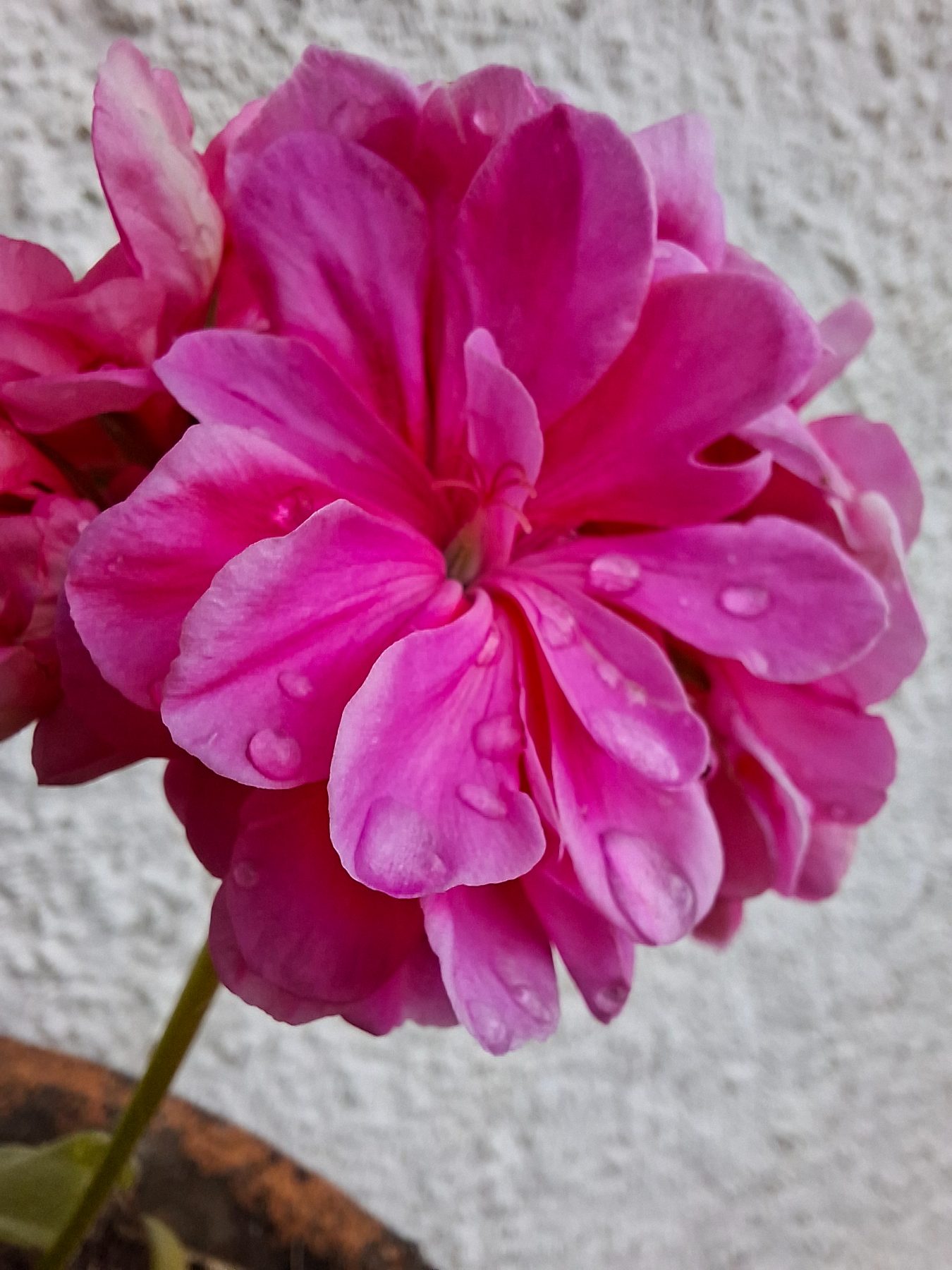 Photo de l'album Fleurs