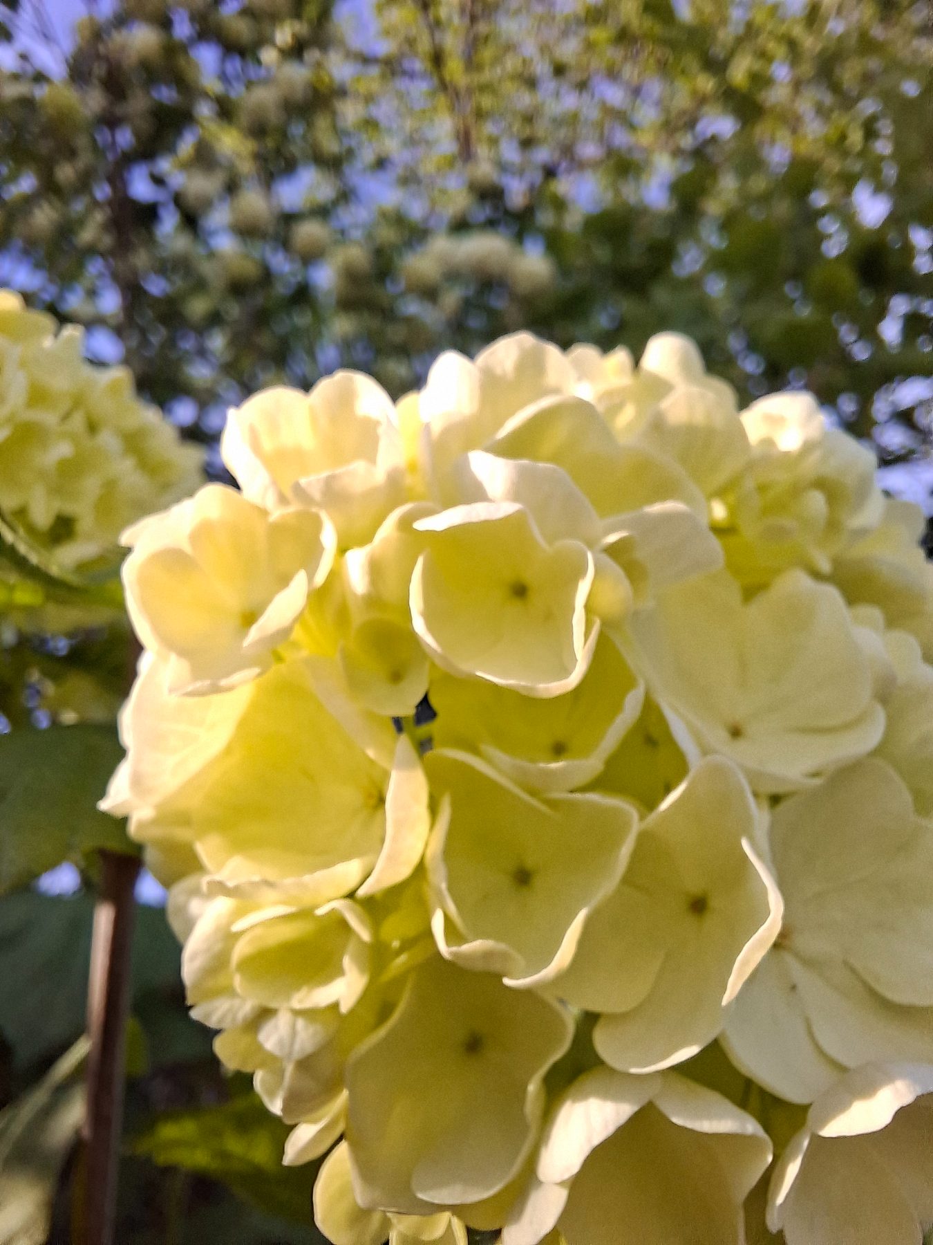 Photo de l'album Fleurs