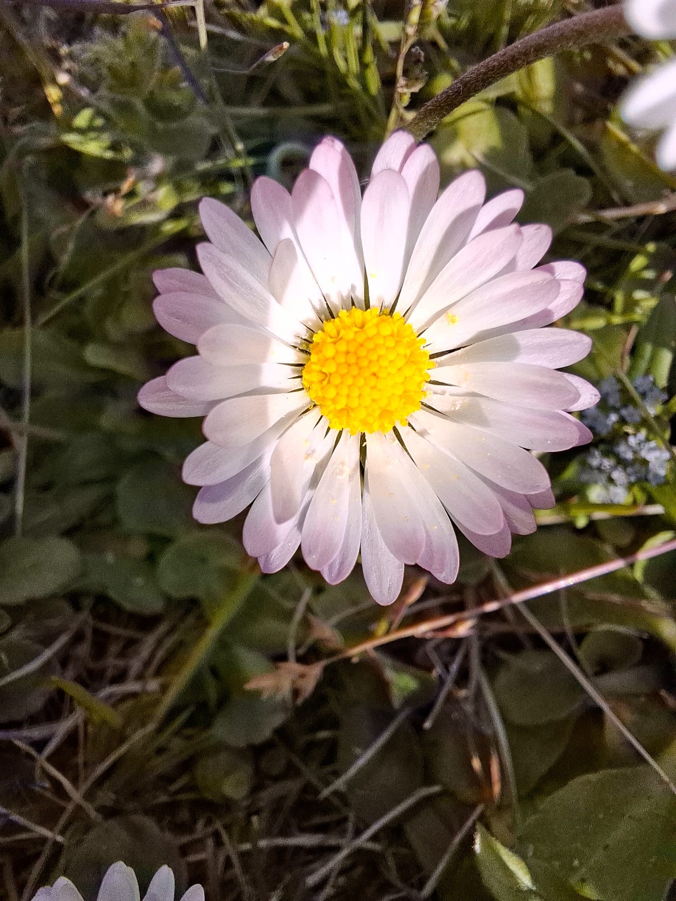 Photo de l'album Fleurs