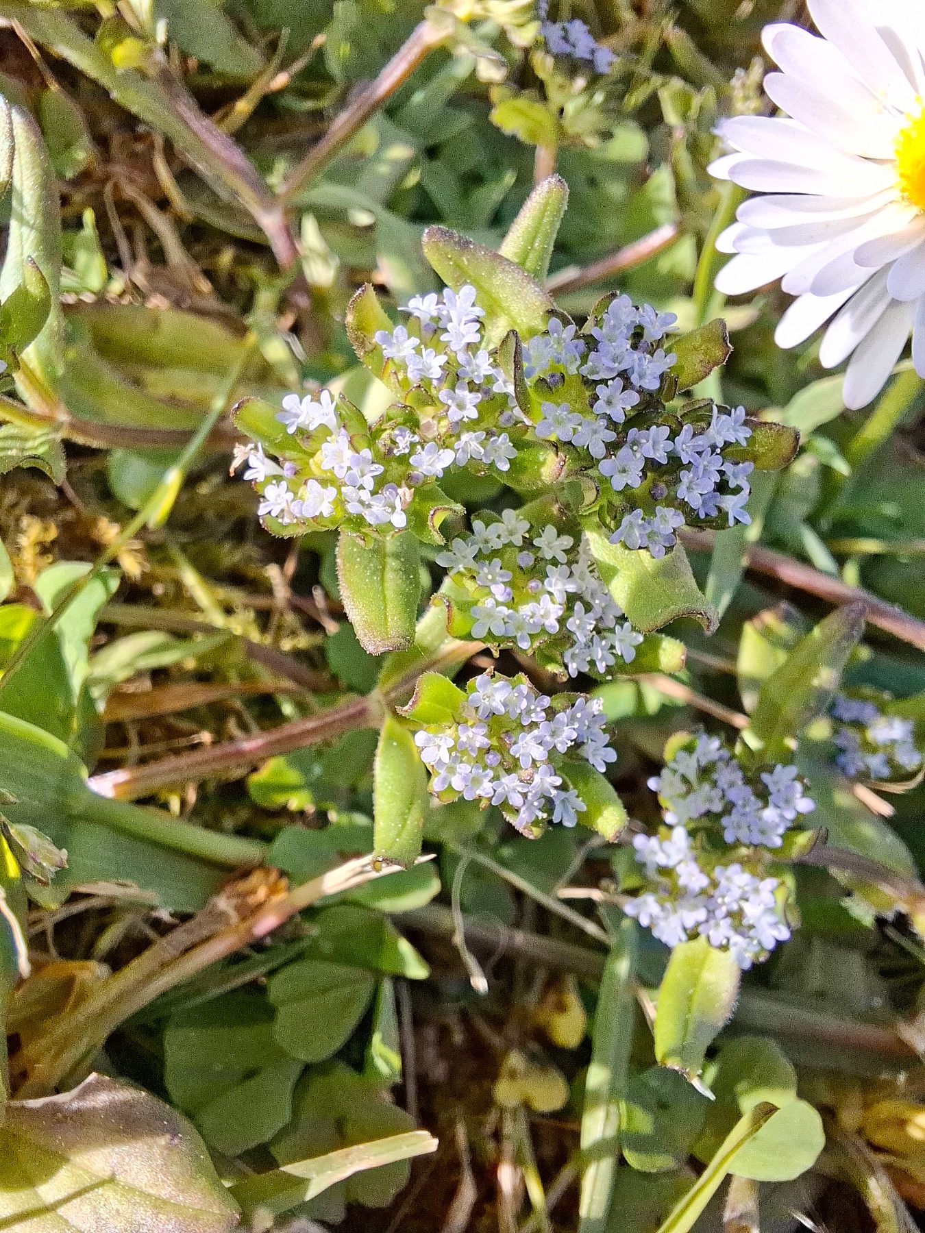 Photo de l'album Fleurs
