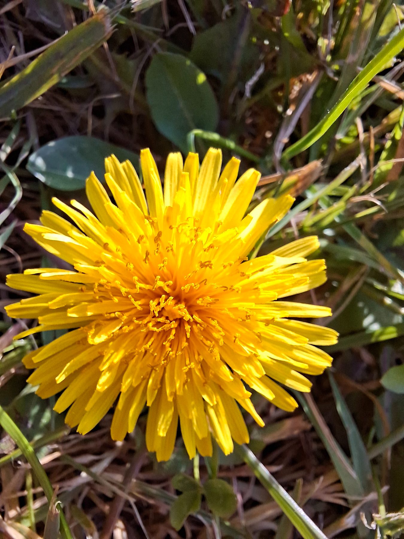 Photo de l'album Fleurs