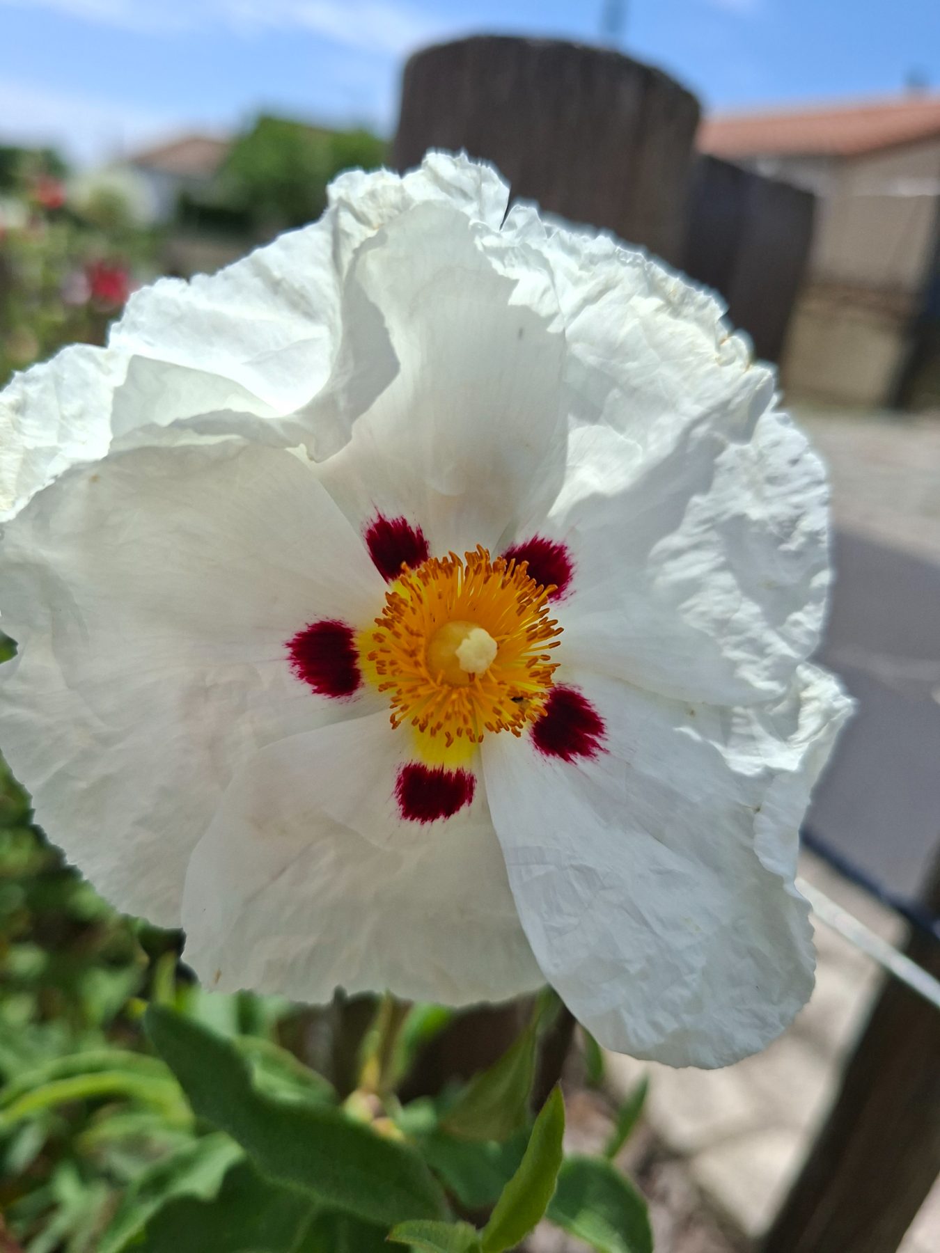 Photo de l'album Fleurs
