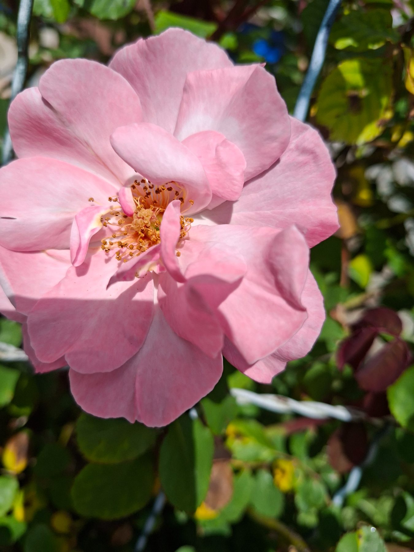 Photo de l'album Fleurs