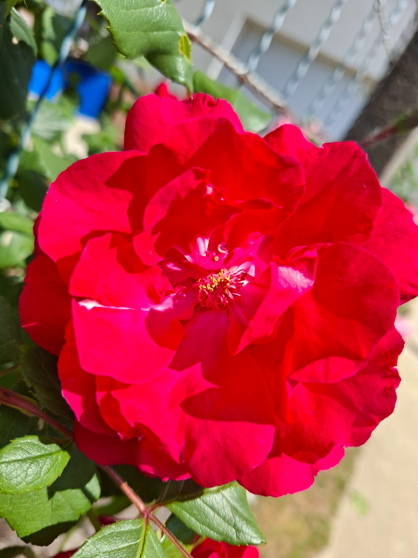 Photo de l'album Fleurs
