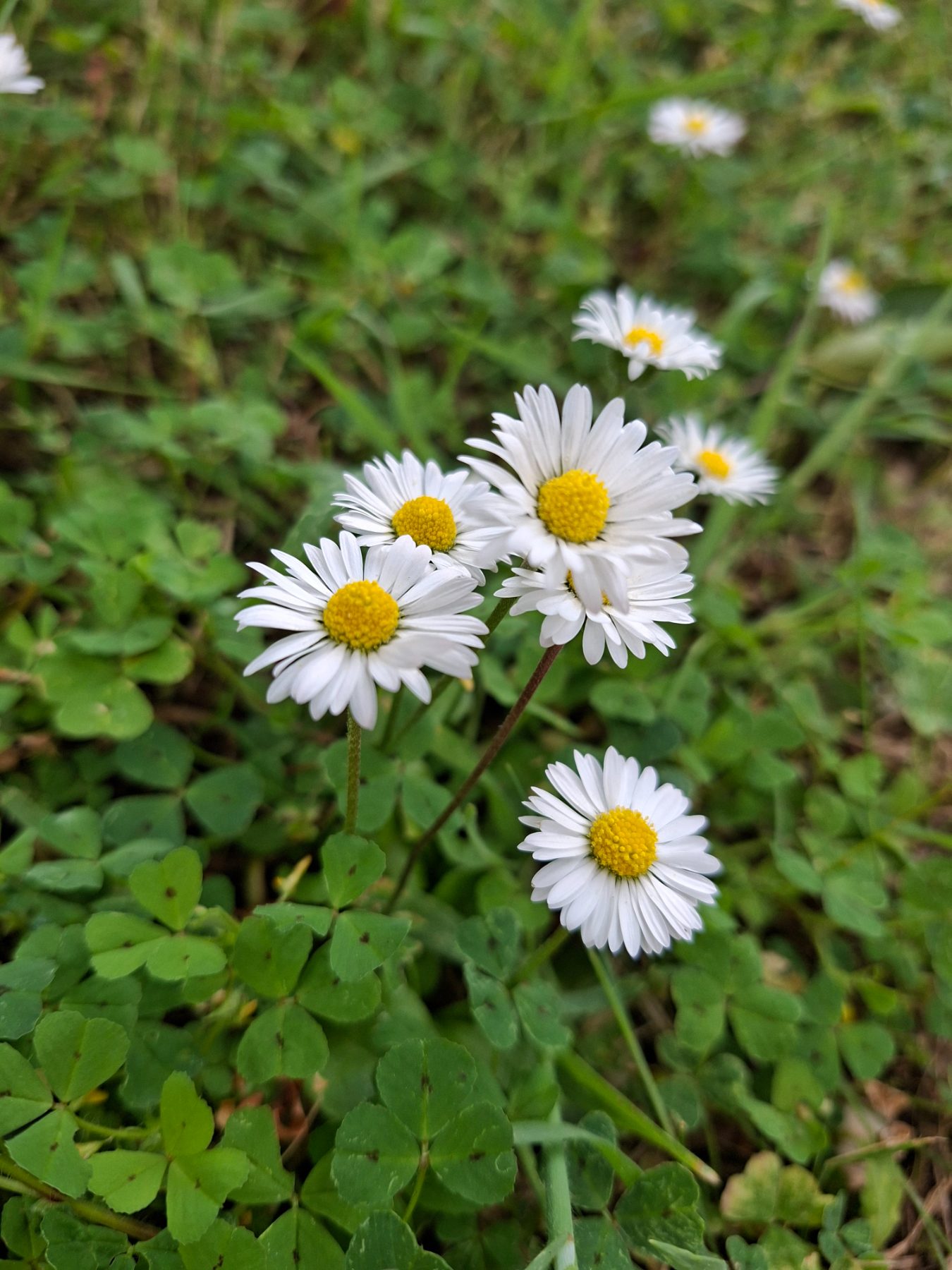 Photo de l'album Fleurs