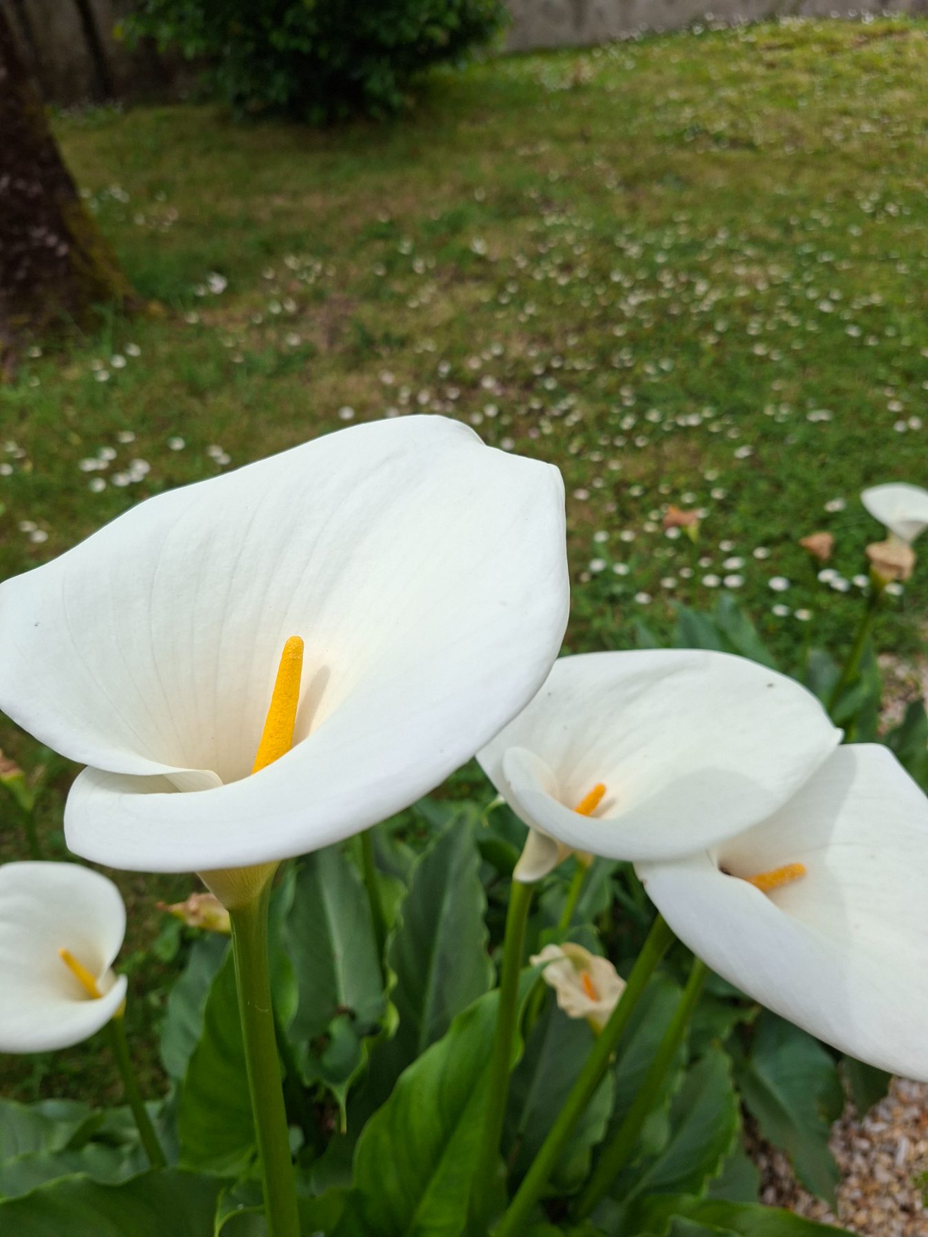 Photo de l'album Fleurs